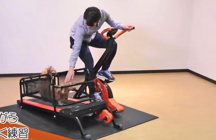 Dual Dog Exercise Treadmill and Exercise Bike Lets You Exercise With Your Dog Indoors - Dog treadmill
