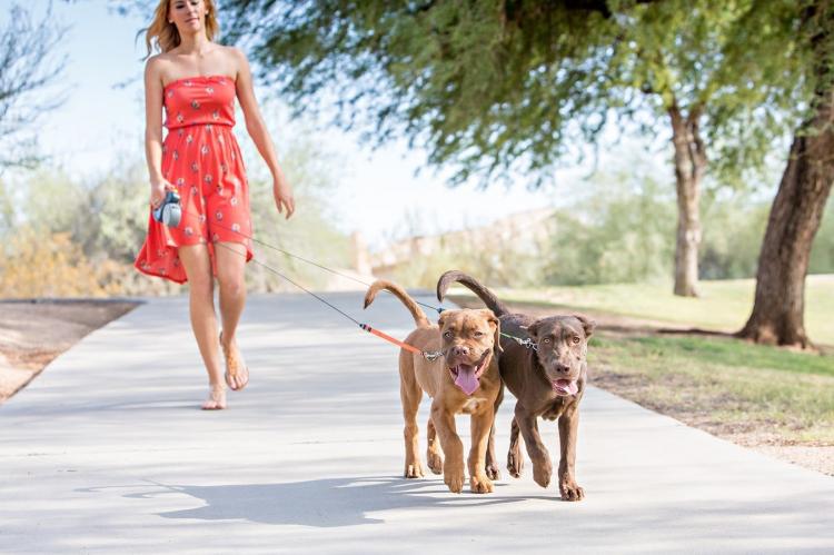 Dual Doggie Retractable Dog Leash - Dual dog leash walk two dogs at same time with no tangling - Double retractable dog leash
