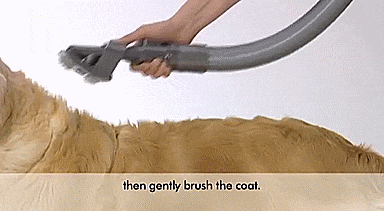 Dyson Groom - Dog Brush Vacuum Attachment