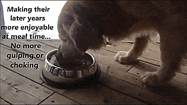Enhanced Pet Bowl: Slanted Dog Bowl With Ridge Helps Flat Faced Dog Breeds Feed - Best french bulldog dog bowl