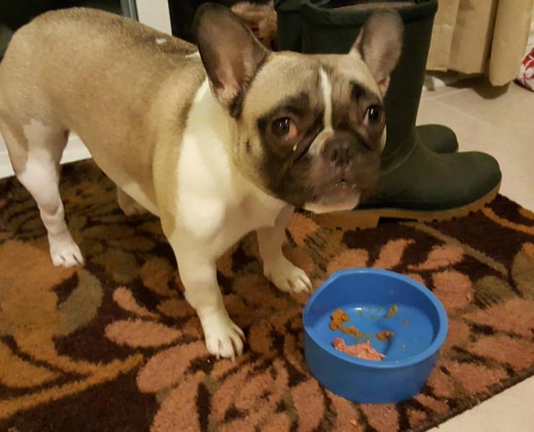 Enhanced Pet Bowl: Slanted Dog Bowl With Ridge Helps Flat Faced Dog Breeds Feed - Best french bulldog dog bowl