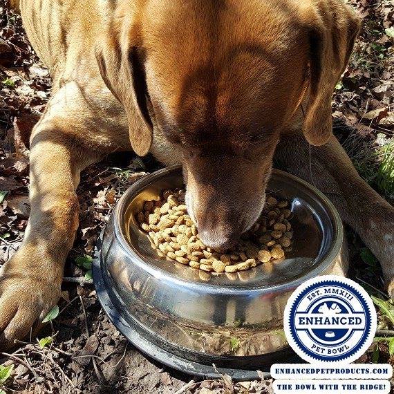 Enhanced Pet Bowl: Slanted Dog Bowl With Ridge Helps Flat Faced Dog Breeds Feed - Best french bulldog dog bowl