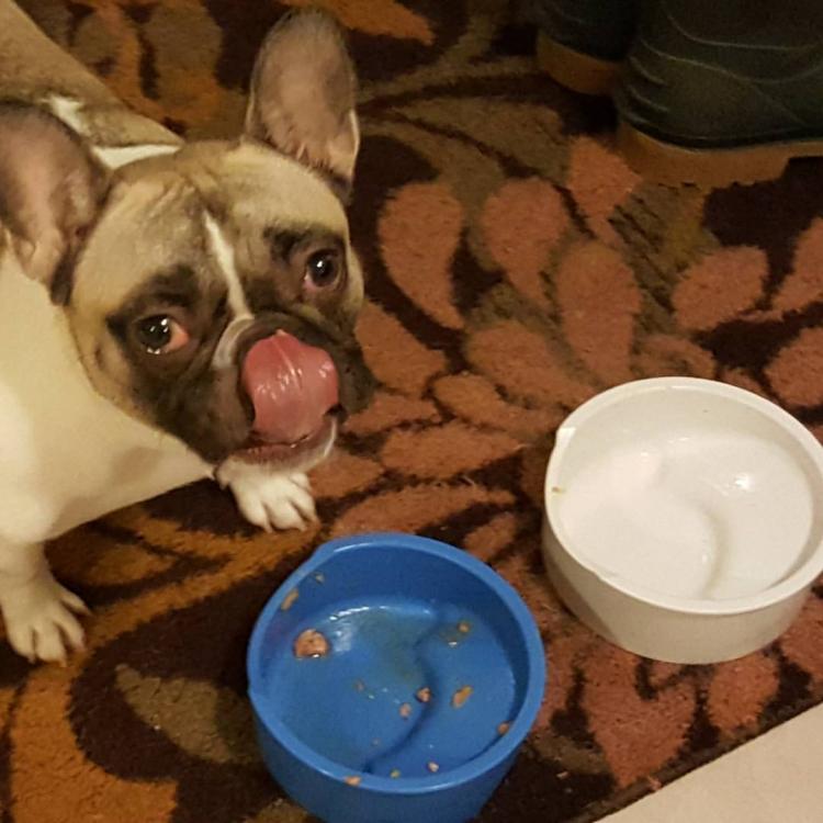 Enhanced Pet Bowl: Slanted Dog Bowl With Ridge Helps Flat Faced Dog Breeds Feed - Best french bulldog dog bowl