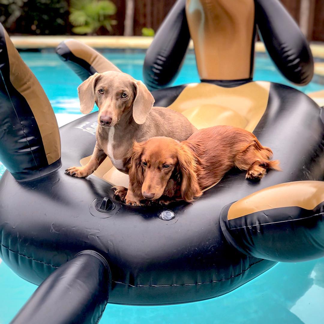 Giant Dachshund Dog Pool Float - Huge Wiener Dog Pool Float