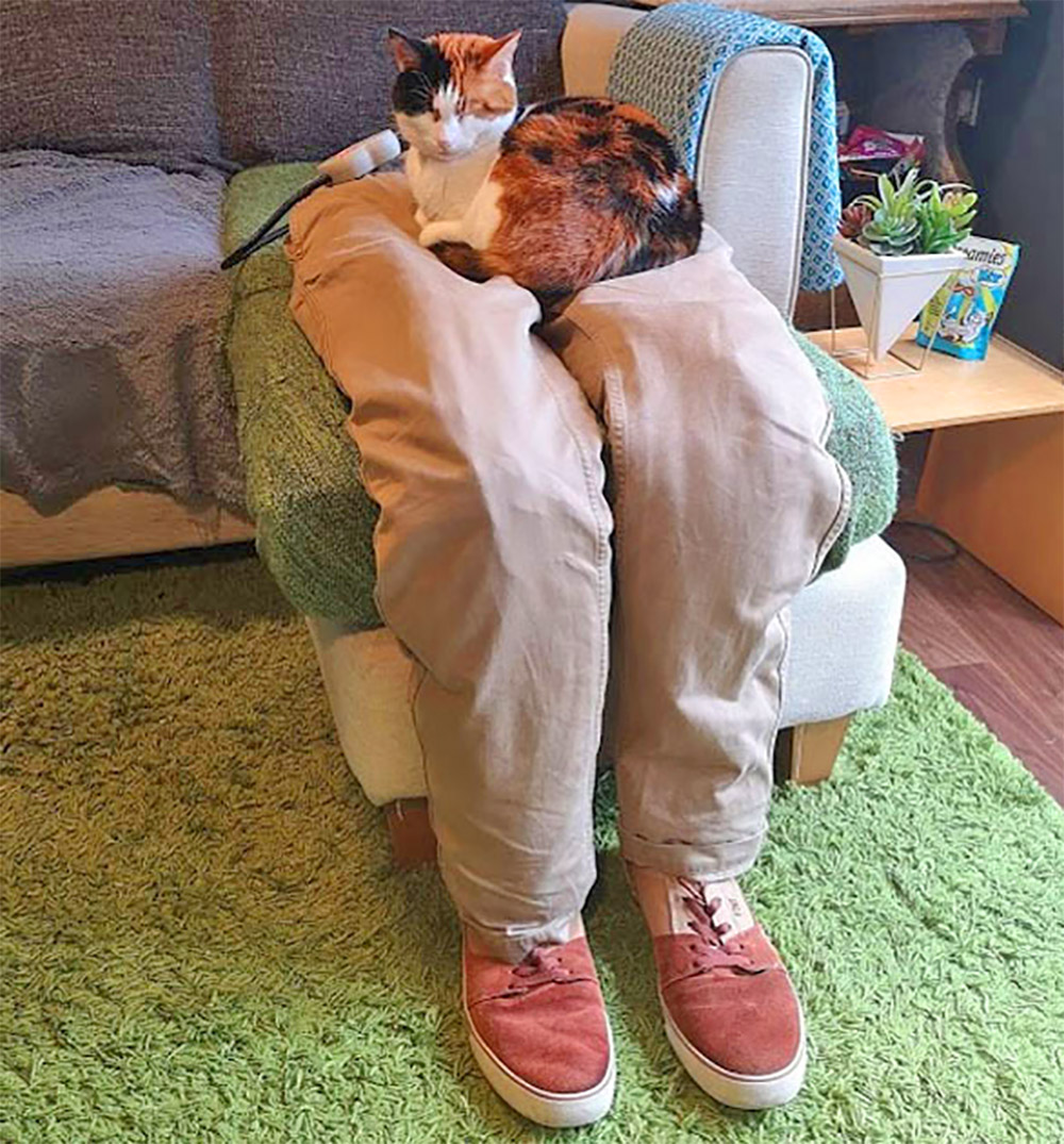 fake human decoy lap for cats - Fake stuffed pants with heated mat for cats