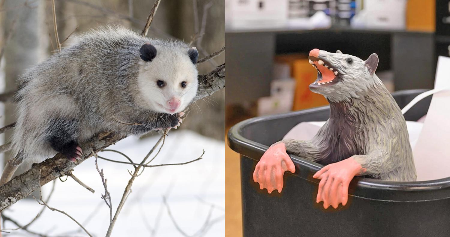office trash possum - Funny prank possum for the office trash can