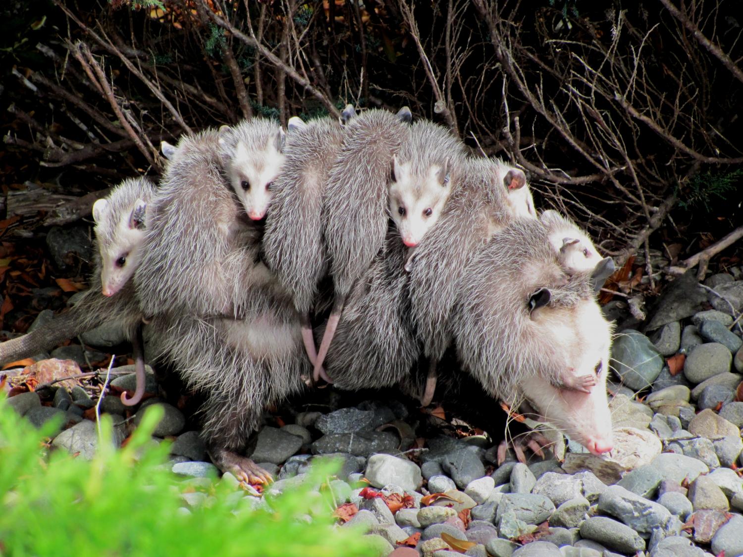 office trash possum - Funny prank possum for the office trash can