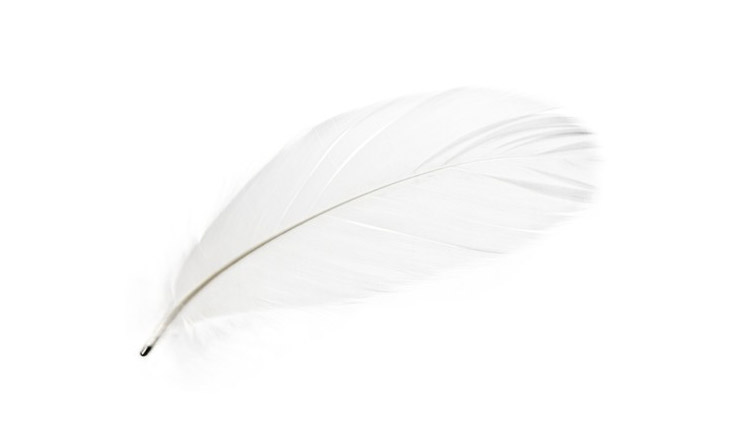 Feather Magnets - Magic Magnetic Feathers - Feather with magnetic tip