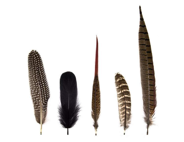 Feather Magnets - Magic Magnetic Feathers - Feather with magnetic tip