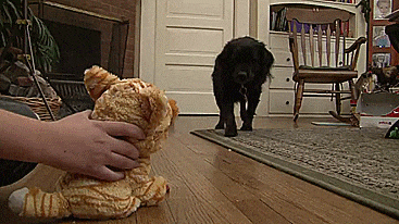 Feisty Pets - Squeeze head to turn from cute to angry - Pissed off stuffed animals