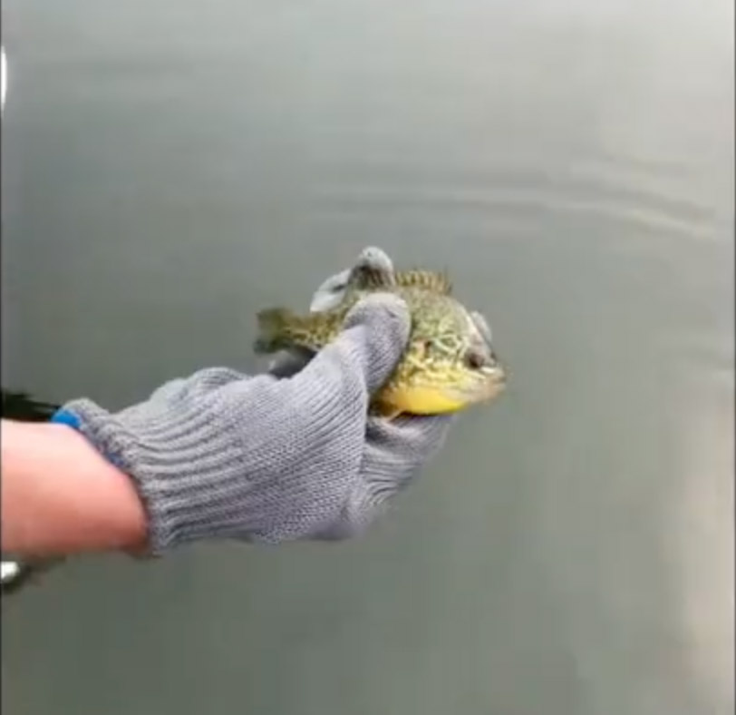 Remote Control Boat That Catches Fish