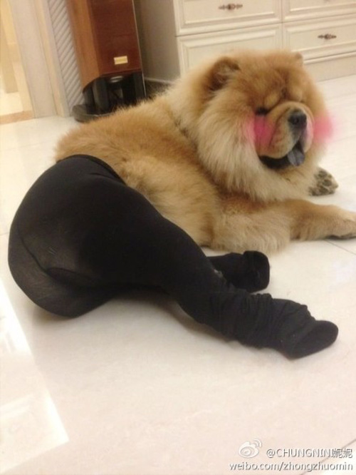 Fishnet Stockings For Dogs