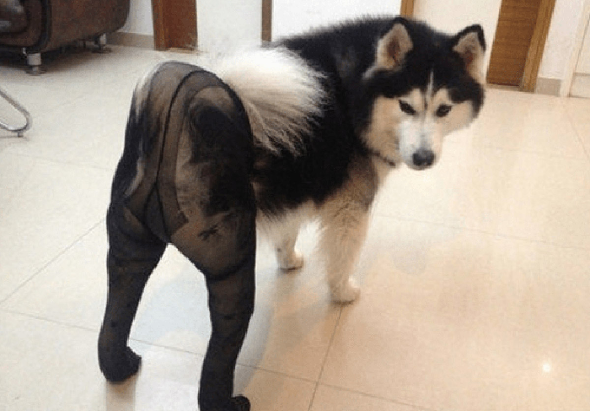 Fishnet Stockings For Dogs