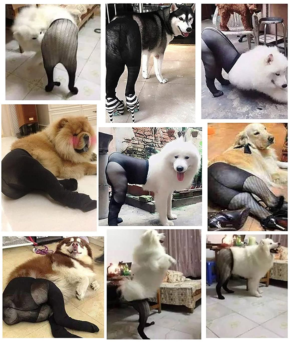 Fishnet Stockings For DogsFishnet Stockings For Dogs