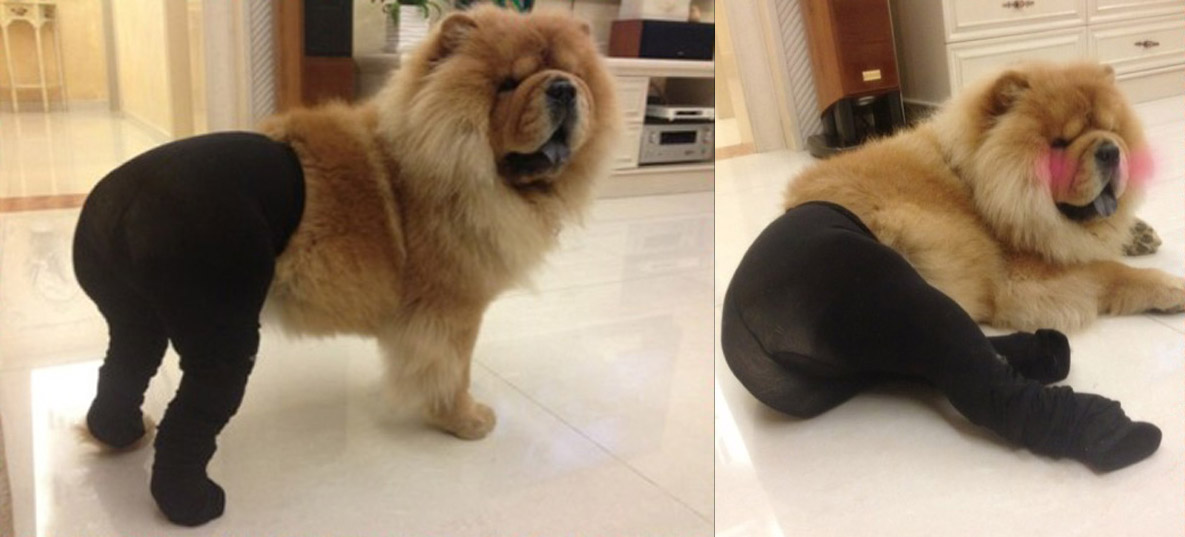 Fishnet Stockings For Dogs