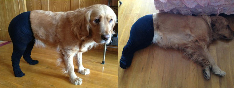 Fishnet Stockings For Dogs