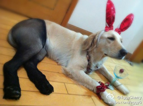 Fishnet Stockings For Dogs