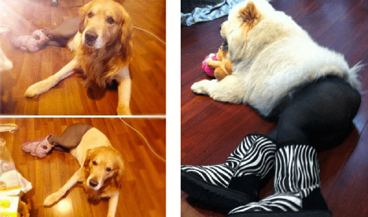 Fishnet Stockings For Dogs