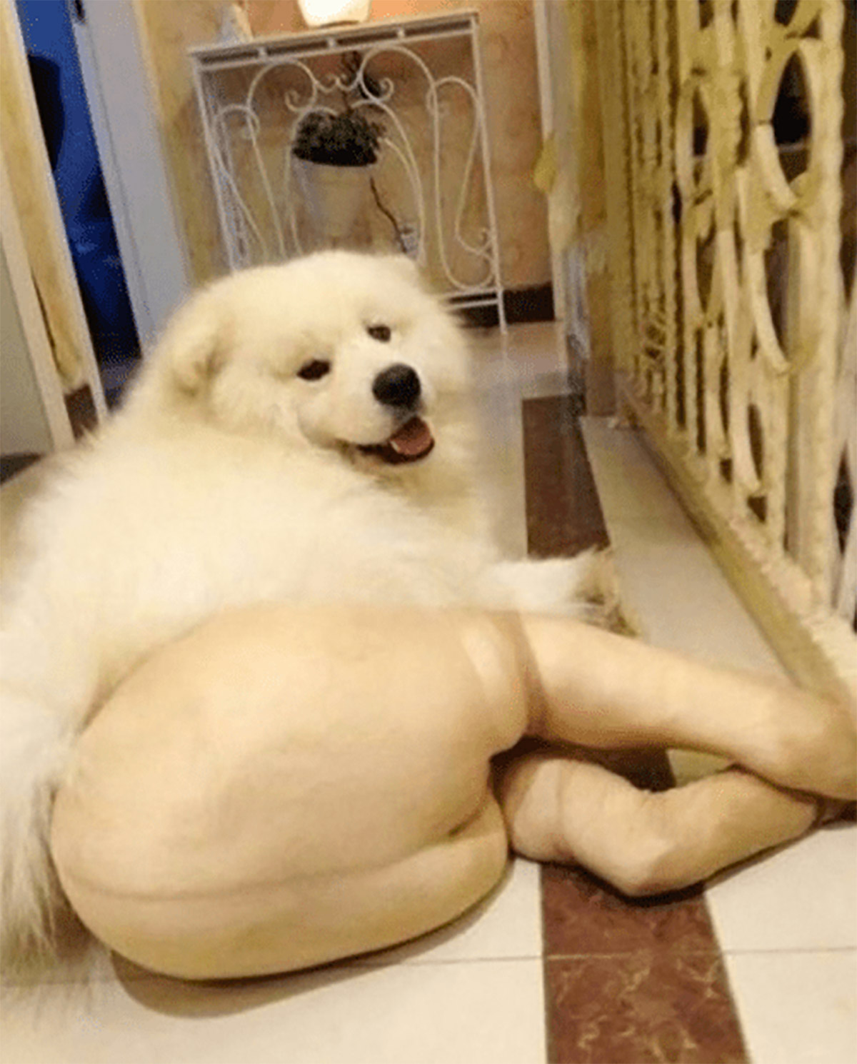 Fishnet Stockings For Dogs