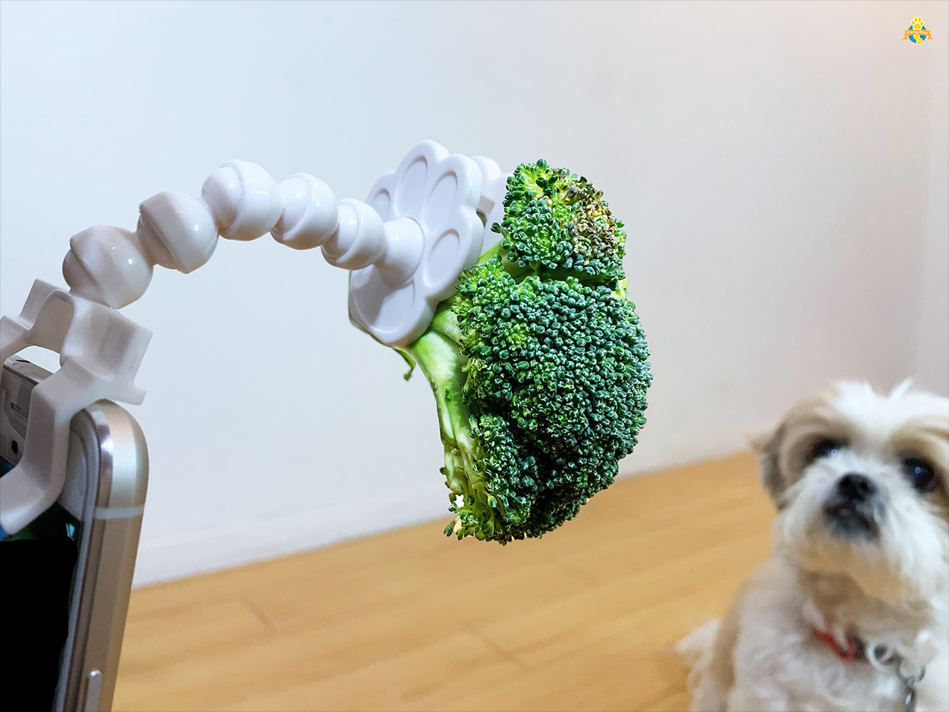 Flexy Paw - Smart Phone Camera Treat Holder - Smart Phone Treat Holder For Dog Pictures - Dog Selfies