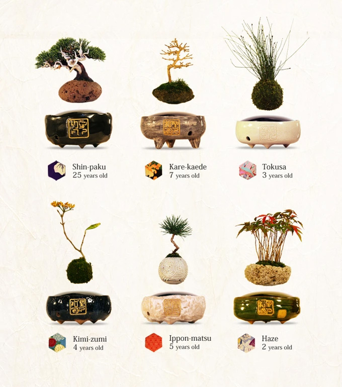 Air Bonsai - Magnetic Floating Bonsai Tree