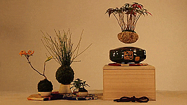 Air Bonsai - Magnetic Floating Bonsai Tree - GIF