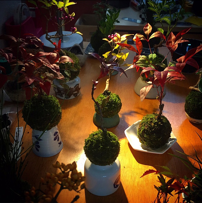 Air Bonsai - Magnetic Floating Bonsai Tree