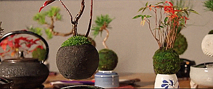 Air Bonsai - Magnetic Floating Bonsai Tree - GIF