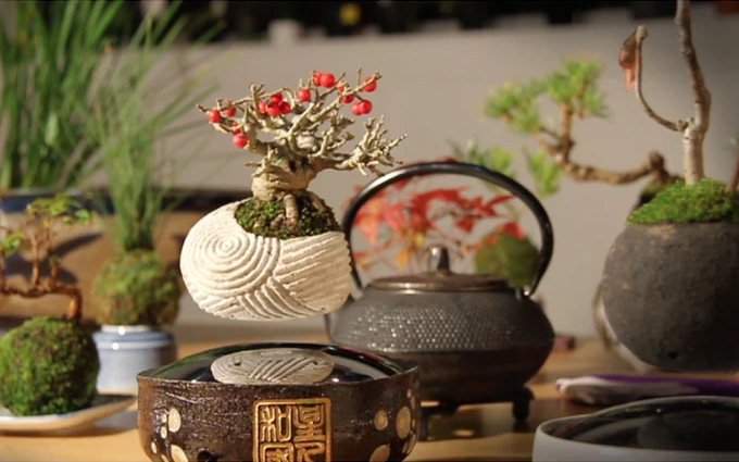 Air Bonsai - Magnetic Floating Bonsai Tree