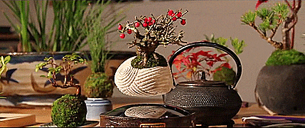 Air Bonsai - Magnetic Floating Bonsai Tree - GIF