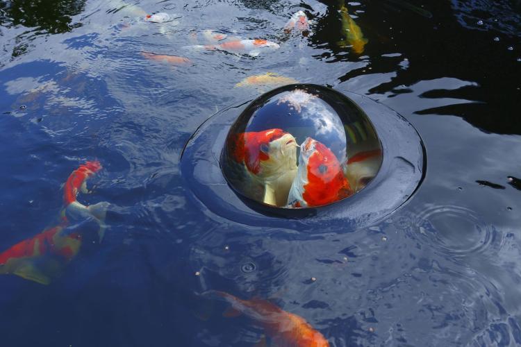 Fish Dome - Observe Fish Through Water Bubble