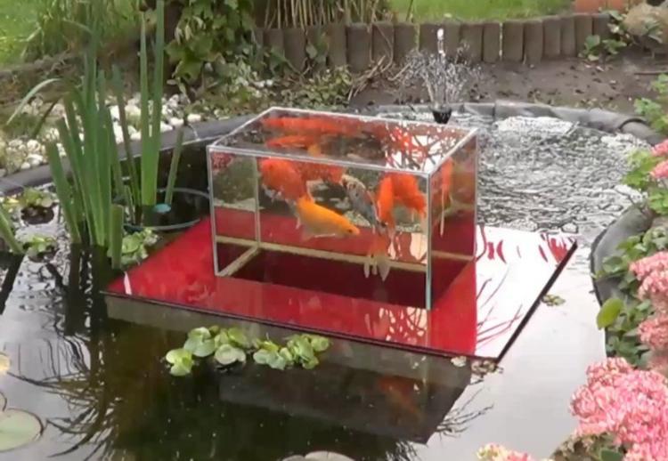 Floating Fish Observatory - Floating Fish Aquarium Inside Koi Pond