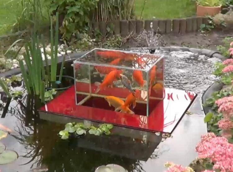 Floating Fish Observatory - Floating Fish Aquarium Inside Koi Pond