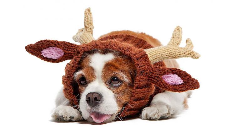 Zoo Snoods - Reindeer Shaped Dog Hood - Knit dog hood turns your dog into a reindeer