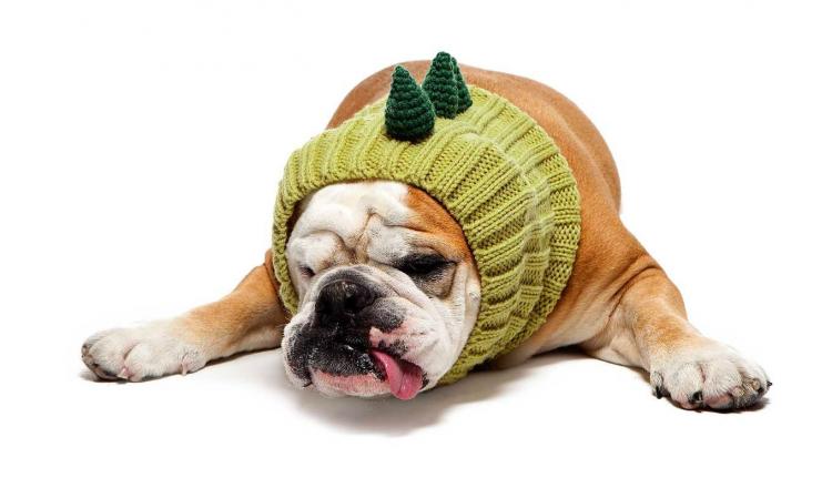 Zoo Snoods - Dinosaur Shaped Dog Hood - Knit dog hood turns your dog into a Dinosaur