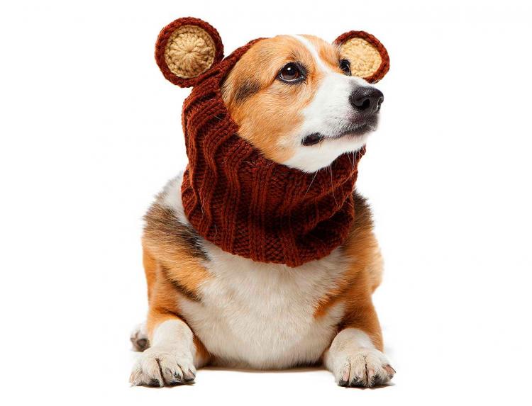 Zoo Snoods - Bear Shaped Dog Hood - Knit dog hood turns your dog into a bear