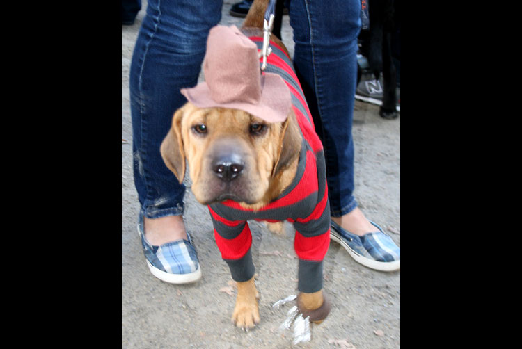 Freddy Krueger Dog Costume