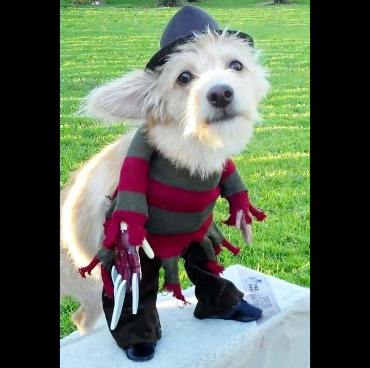 Freddy Krueger Dog Costume