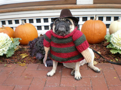 Freddy Krueger Dog Costume
