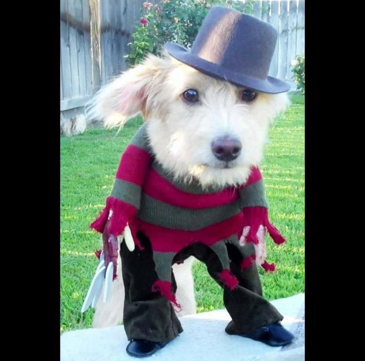 Freddy Krueger Dog Costume
