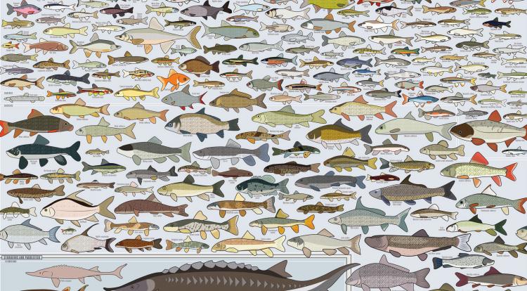Fishing Poster - Freshwater Fish of America Poster - Picture of every fish in america