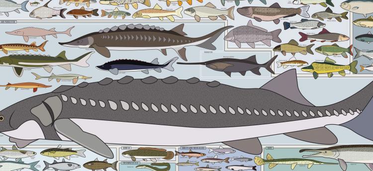 Fishing Poster - Freshwater Fish of America Poster - Picture of every fish in america
