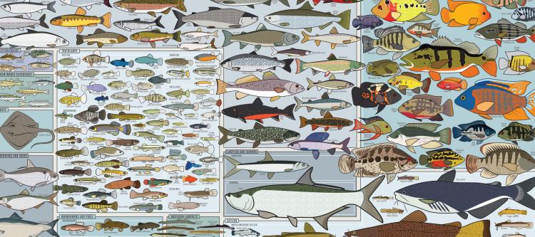 Fishing Poster - Freshwater Fish of America Poster - Picture of every fish in america