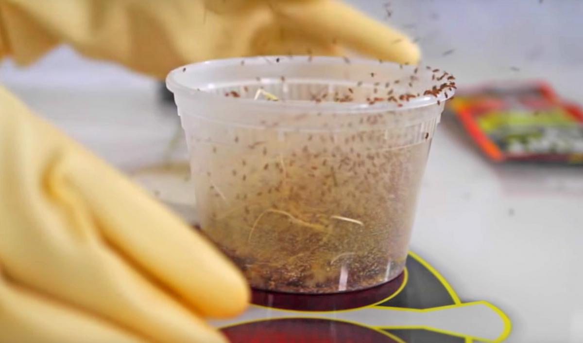 Fruit Fly BarPro - Genius Fruit Fly Killing Gadget