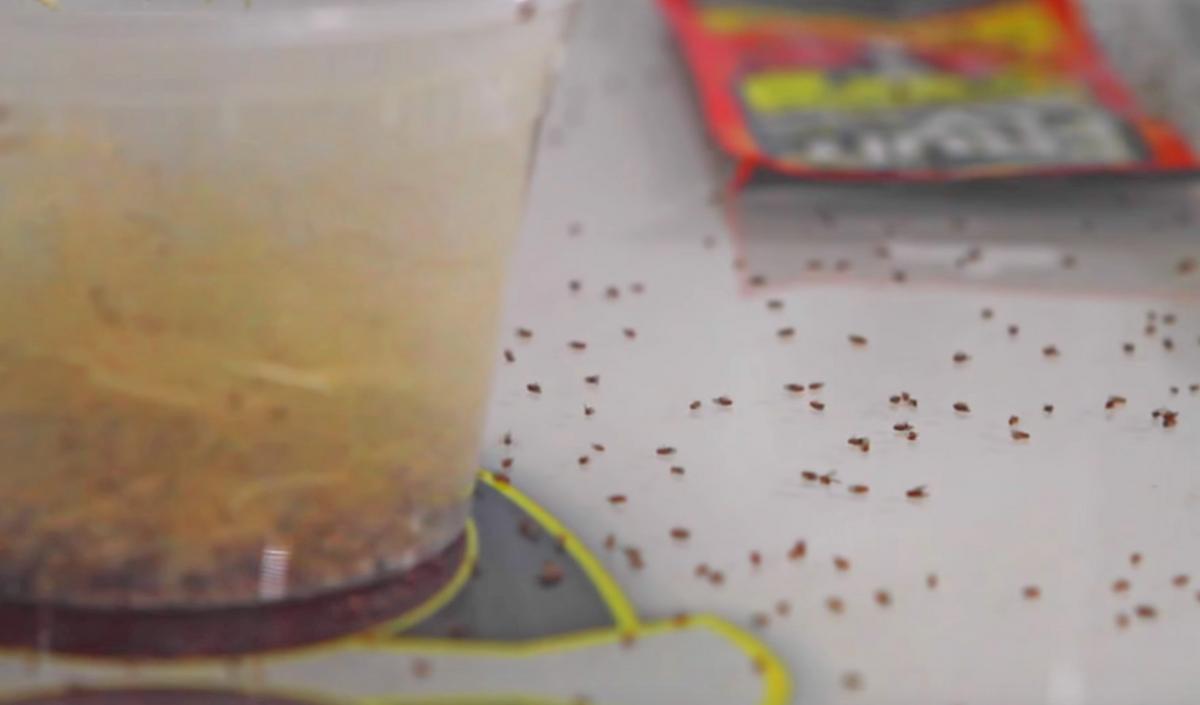 Fruit Fly BarPro - Genius Fruit Fly Killing Gadget