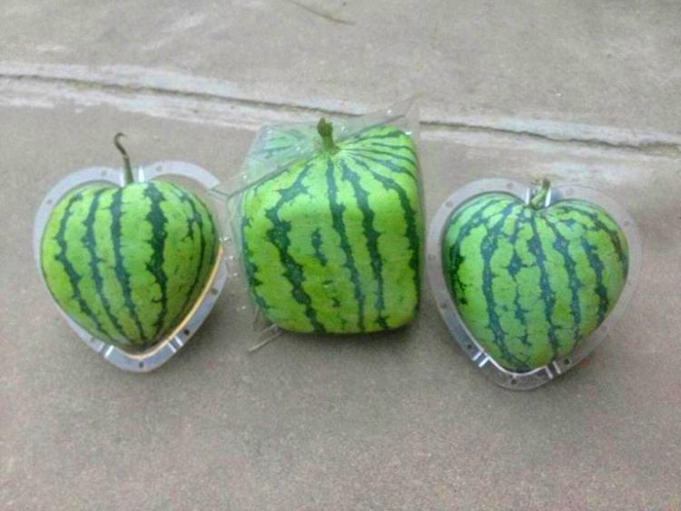 Fruit Molds Make Fun Shaped Fruits and Vegetables - Heart Shaped Watermelon - Square Watermelon - Buddha Pears - Square Apples