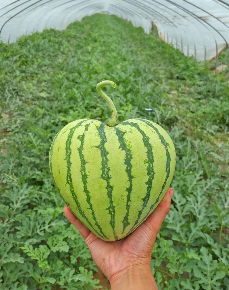 Fruit Molds Make Fun Shaped Fruits and Vegetables - Heart Shaped Watermelon - Square Watermelon - Buddha Pears - Square Apples