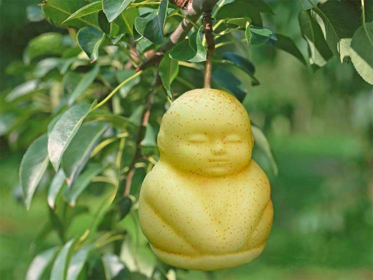 Fruit Molds Make Fun Shaped Fruits and Vegetables - Heart Shaped Watermelon - Square Watermelon - Buddha Pears - Square Apples