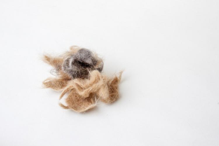 Fur Watch - Fur Watches Made from actual pet fur - send in your dog or cats fur for custom made fur watch