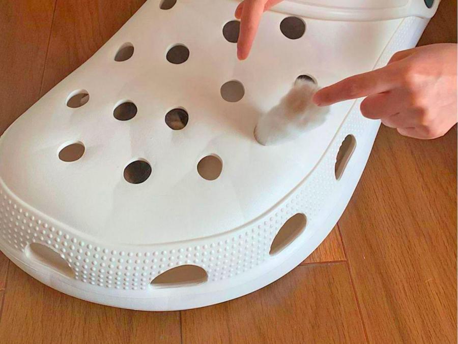 Giant Croc Shoe Bassinet - Huge Croc Dog Bed / Cat Bed